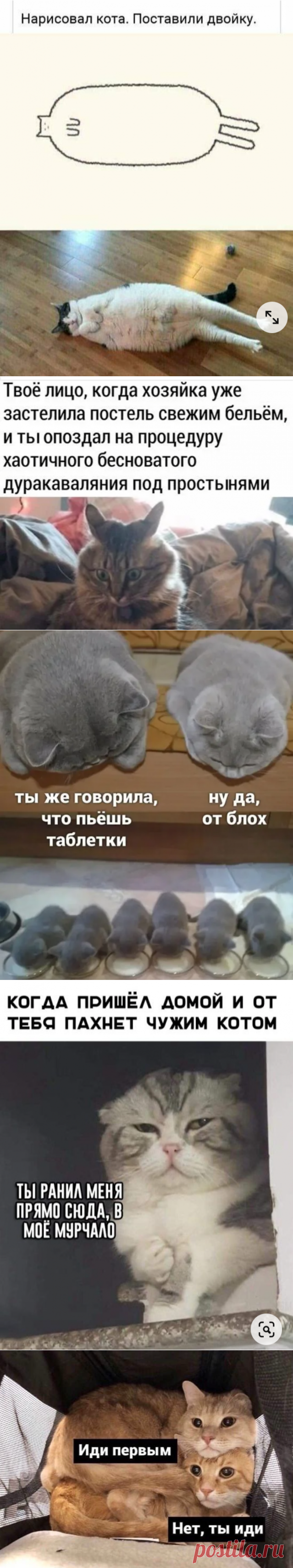 Смешные мемы с животными 2 | ЮМОРИСТИЧЕСКИЕ МЕМЫ | Яндекс Дзен