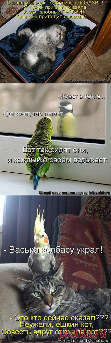 Котоматрица: Лучшие за всё время