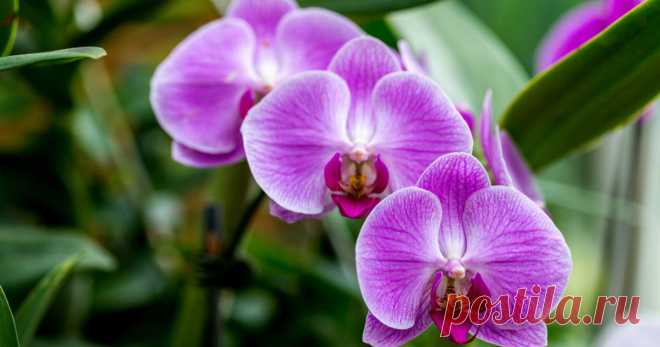 Orchideen zum Blühen bringen: So gelingt’s garantiert Ihre Orchideen blühen nicht mehr? Mit diesen Tipps können Sie die exotischen Schönheiten zu neuen Blüten anregen.