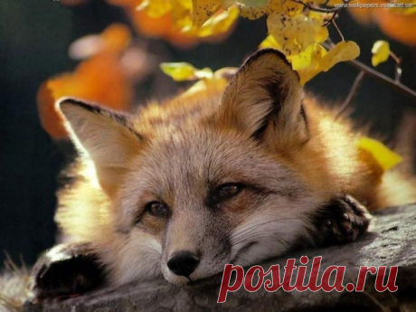 Мой Мир@Mail.Ru