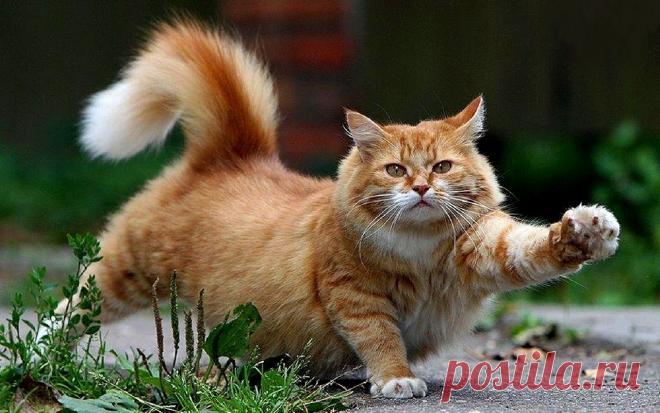 > Поведение кошек — подфорум.