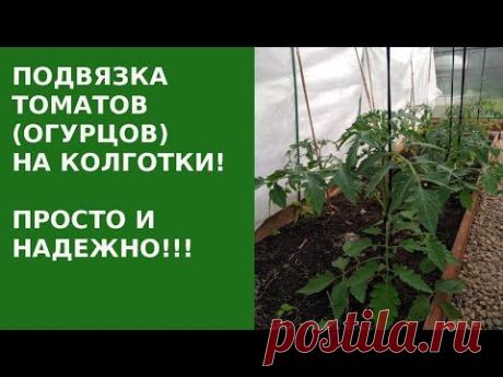 Подвязка ТОМАТОВ (ОГУРЦОВ) на КОЛГОТКИ! СУПЕР СПОСОБ! - YouTube