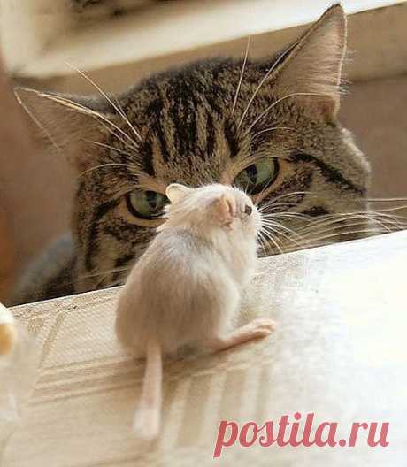 Today is Caturday.