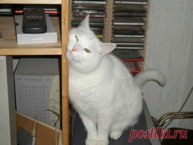 Сухой корм для животных своими руками — экономно, вкусно и безопасно. Мурзик скажет тебе спасибо! — Копилочка полезных советов