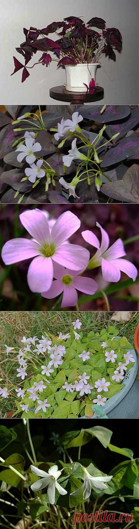 Кислица - Oxalis, уход, полив, размножение, проблемы, особенности, почва, личный опыт ухода за растением Кислица - Oxalis | happyflora.ru