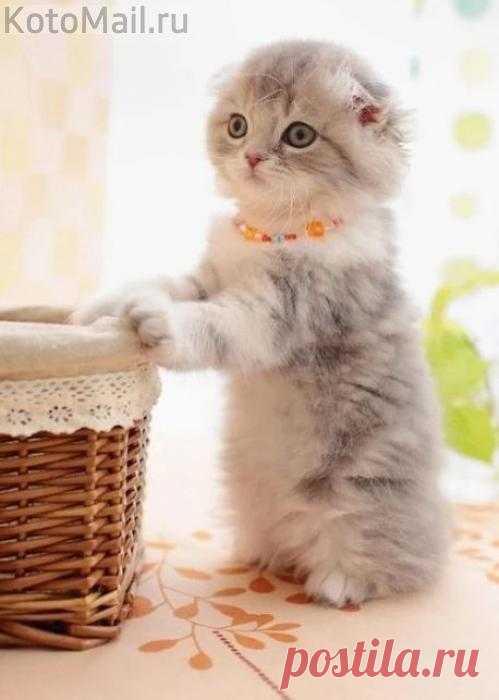 Милый котик