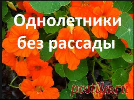 🍀🌻🌷 Цветы без рассады- однолетники - ландшафтный дизайн своими руками