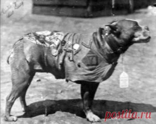 Сержант Стабби — героический пес Первой мировой войны • НОВОСТИ В ФОТОГРАФИЯХ