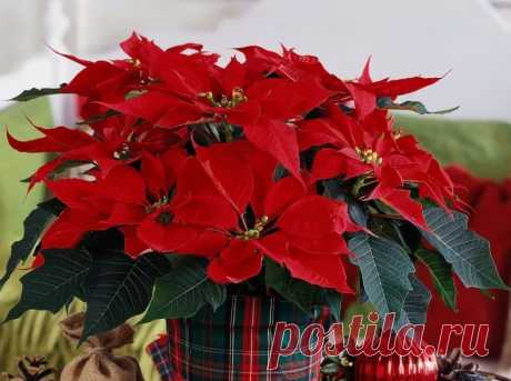 Пуассетия: украшаем дом на Рождество живыми цветами - City-Glam