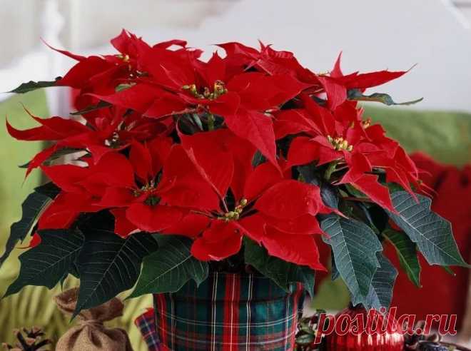 Пуассетия: украшаем дом на Рождество живыми цветами - City-Glam