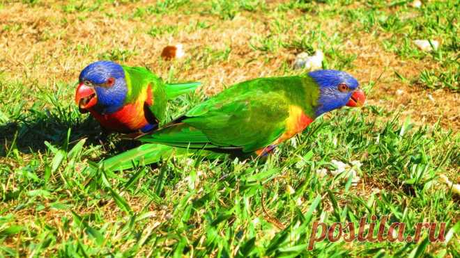 Попугай:Многоцветный или радужный лорикет!