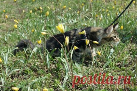 Мариса первая прогулка — Питомник Мейн-кунов &quot;Lilium&quot;