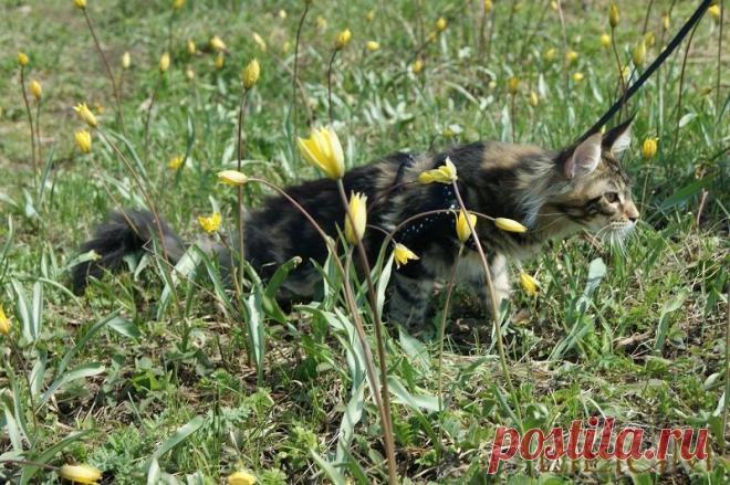 Мариса первая прогулка — Питомник Мейн-кунов "Lilium"