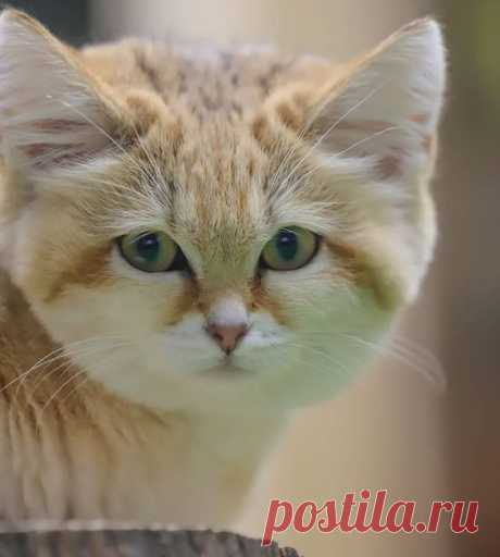 Sandcat