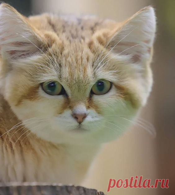 Sandcat