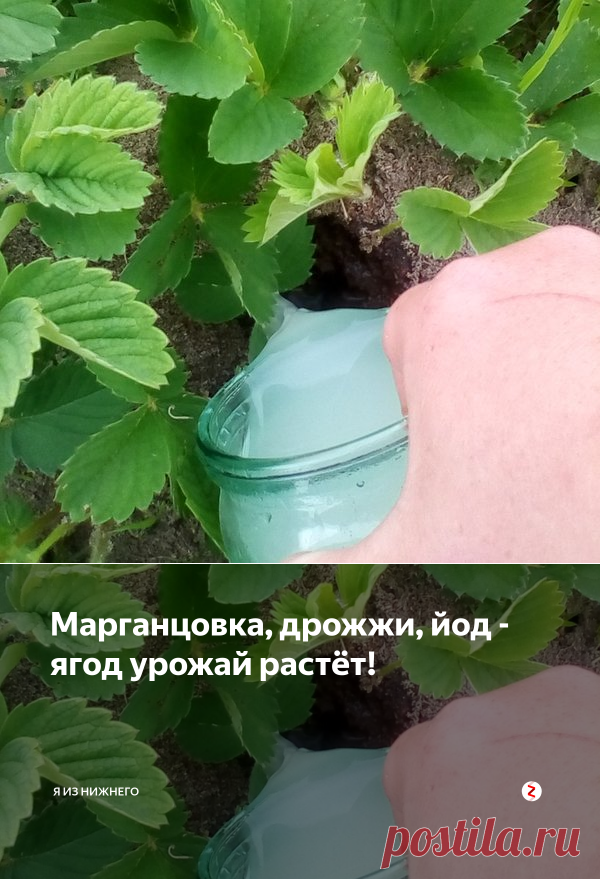 Марганцовка, дрожжи, йод - ягод урожай растёт! | Я из Нижнего | Яндекс Дзен