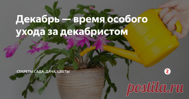 Декабрь — время особого ухода за декабристом Одно из народных названий, данное комнатному растению по времени цветения, — 