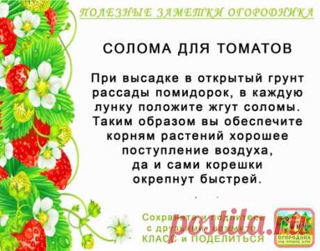 КОПИЛОЧКА  ОГОРОДНИКА!
Сохраните и поделитесь с друзьями!
#✒ЗаметкиОгородника✒