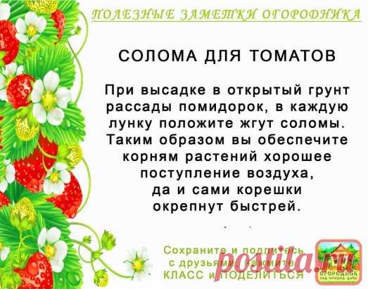 КОПИЛОЧКА  ОГОРОДНИКА!
Сохраните и поделитесь с друзьями!
#✒ЗаметкиОгородника✒