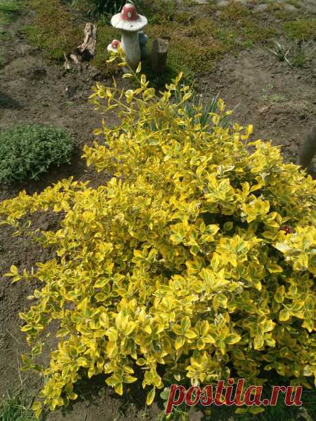 Бересклет Форчуна «Эмеральд н Голд», «Изумруд и золото» (Euonymus fortunei «Emerald`n Gold»)