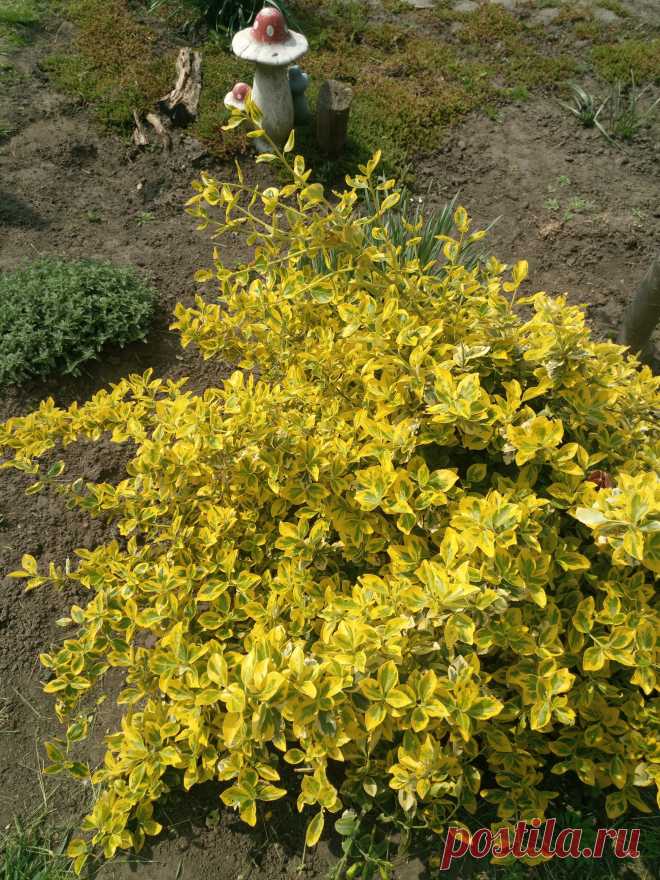 Бересклет Форчуна «Эмеральд н Голд», «Изумруд и золото» (Euonymus fortunei «Emerald`n Gold»)