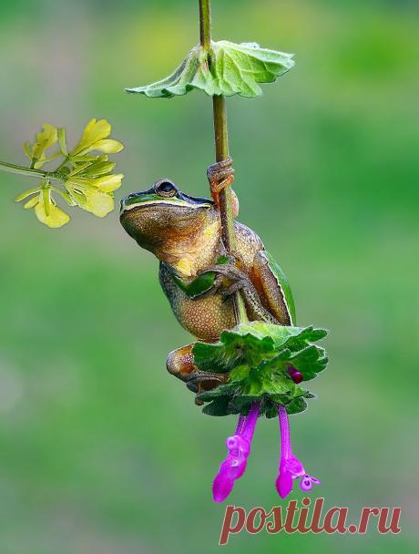 Sans titre — magicalnaturetour: (via 500px / romantic boy by...