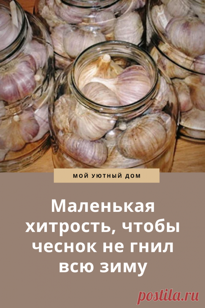 Советы, чтобы чеснок не гнил зимой