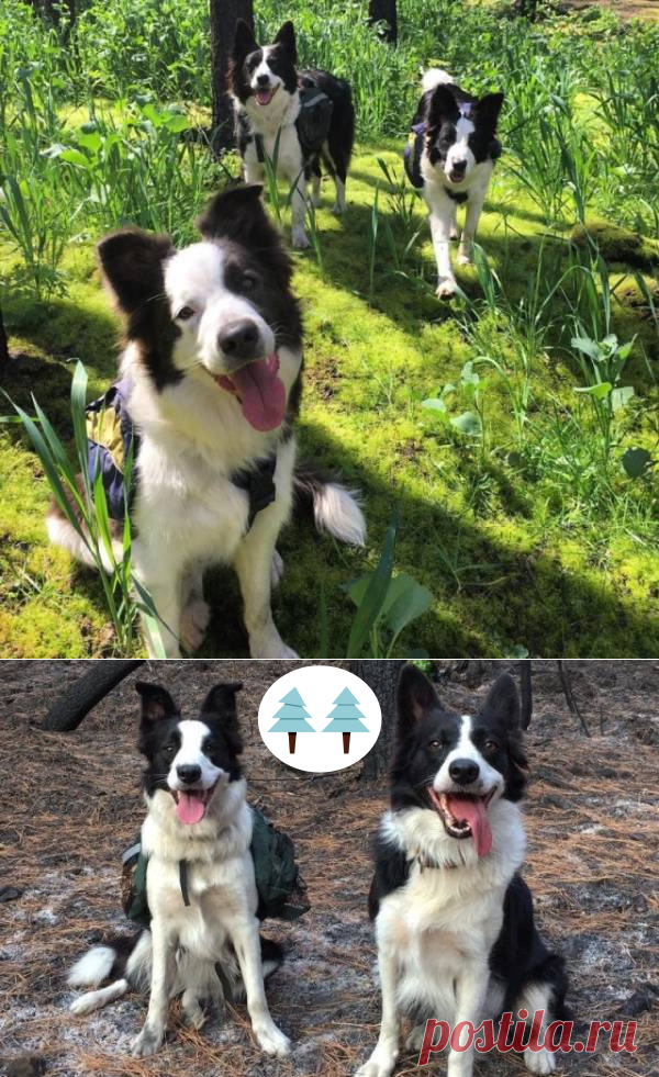 Как при помощи трёх собак и теннисного мячика восстановить сгоревший лес! - У нас так