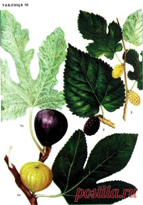 (9) Gallery.ru / Фото #8 - Мой любимый инжир, он же фига, он же смоква - klimll