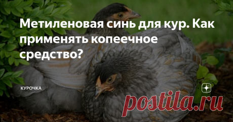 Метиленовая синь для кур. Как применять копеечное средство? Добрый день, опытные и начинающие птицеводы. Как применяется метиленовая синь для кур несушек, цыплят и бройлеров? Преимущества и нюансы использования метиленовой сини при лечении и профилактике недугов кур и другой домашней птицы.
Сложно поверить, но стратегия борьбы со многими патологиями кур основана на использовании метиленовой сини, называемой также синим йодом. Речь идет об антисептике,
