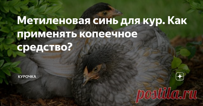 Метиленовая синь для кур. Как применять копеечное средство? Добрый день, опытные и начинающие птицеводы. Как применяется метиленовая синь для кур несушек, цыплят и бройлеров? Преимущества и нюансы использования метиленовой сини при лечении и профилактике недугов кур и другой домашней птицы.
Сложно поверить, но стратегия борьбы со многими патологиями кур основана на использовании метиленовой сини, называемой также синим йодом. Речь идет об антисептике,