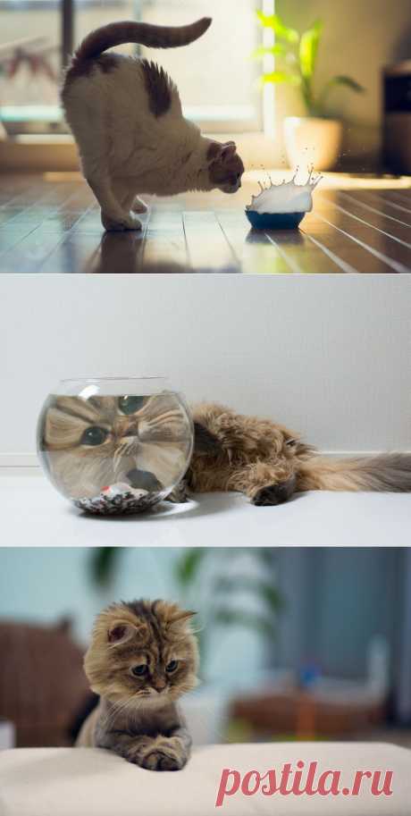 Обычная жизнь котов в Токио