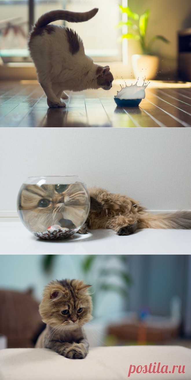 Обычная жизнь котов в Токио