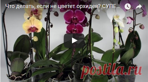 Что делать, если не цветет орхидея? СУПЕР-ПРОСТОЙ СПОСОБ