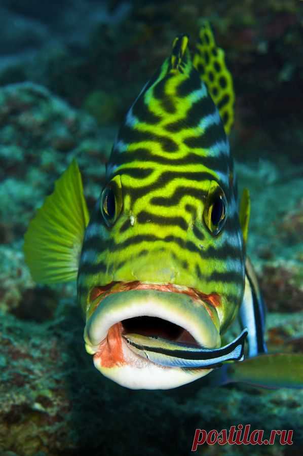 Стоматологический осмотр.