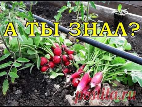 Удобный способ посева РЕДИСКИ🌱🌱🌱