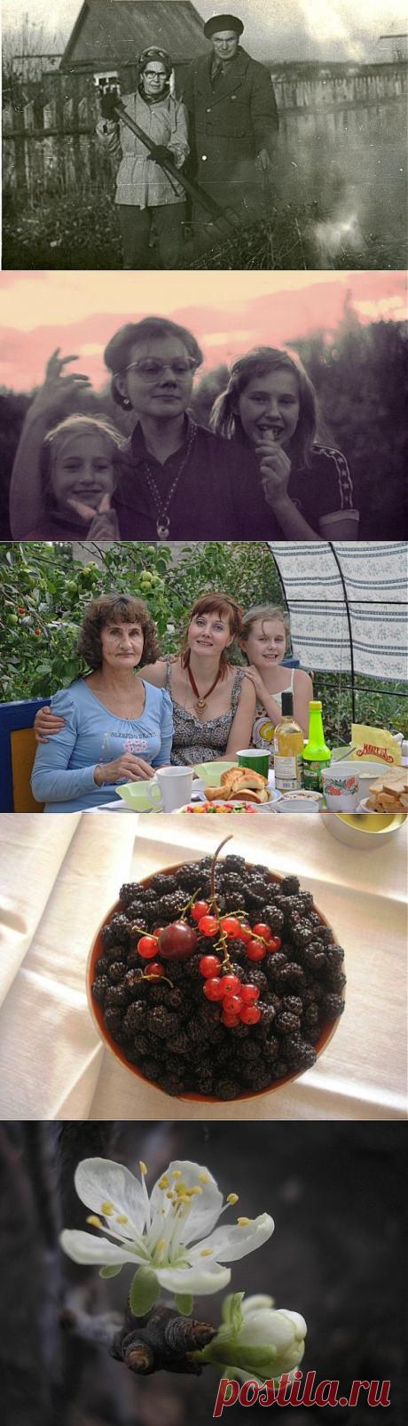Нашей Даче - 40 лет!
В этом году у нашей любимой Дачи юбилей — 40 лет. Сколько всего она видела за это время! Изменилась наша семья — выросли дети, внуки, разъехались по свету родственники. Наша Дача была свидетелем всему. Наверное, поэтому, когда вся наша семья собирается вместе, то это непременно происходит на даче!

Каждую весну мы готовимся к началу сезона, сетуем на то, сколько времени забирают дачные хлопоты, но каждую осень с грустью расстаёмся с нашим садом.