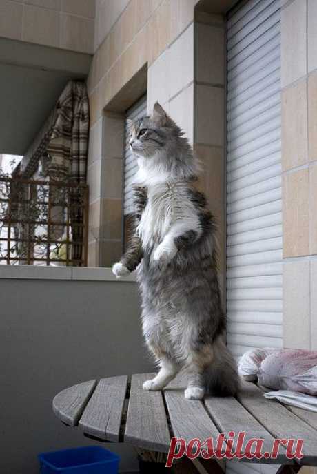 Коты прямоходящие