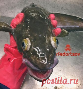 Мурманский моряк опубликовал новые фотки жутких морских созданий