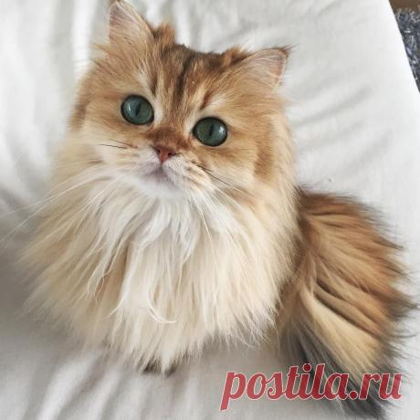 Милый котик