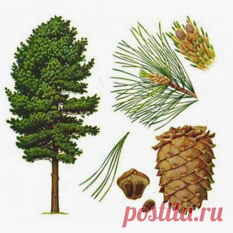 С аденомой можно спорить | Друг пенсионера