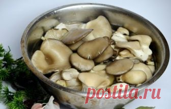 Маринованные вешенки: вкусные рецепты быстрого приготовления