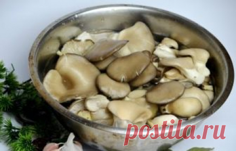Маринованные вешенки: вкусные рецепты быстрого приготовления