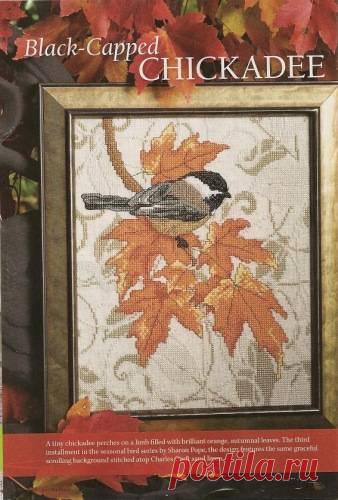 Синица-черноголовка.