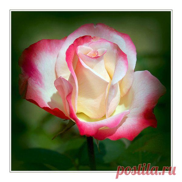 Розы и подарки друзей