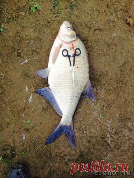 Трофейная рыбалка | «Рыбалка» - fisherman2000.mirtesen.ru