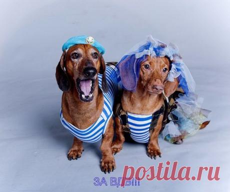 За ВДВ - готовый заказ для двух такс от ЗООателье НЮАНС