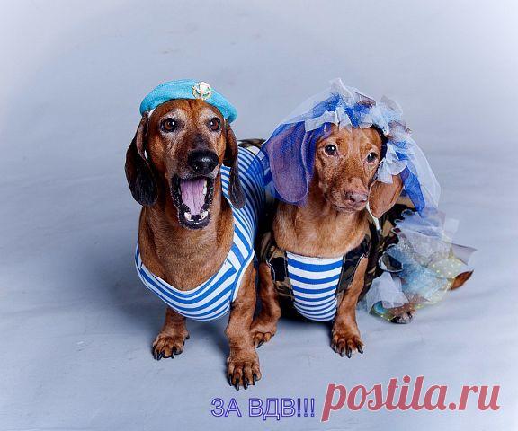 За ВДВ - готовый заказ для двух такс от ЗООателье НЮАНС