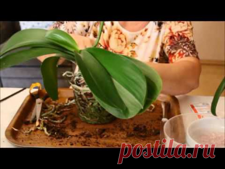Пышный цвет Фаленопсис. 2 я часть.