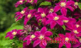 Клематисы: посадка, уход, виды